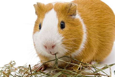 Common diseases in guinea pigs | Small Pet Select