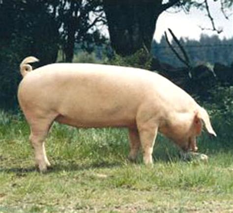 Swedish Landrace Pig: Origin, Characteristics, Uses