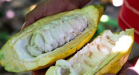 How GoodSam’s Regenerative Cacao Supports Community in Colombia ...