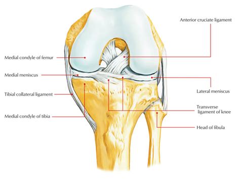 Medial Meniscus – Earth's Lab