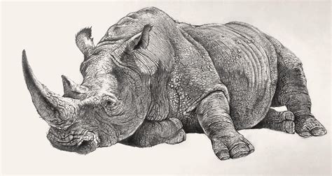 White rhinoceros lying. Pencil drawing by Jean Brunette. | Rhino art ...