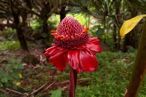 How to Grow and Care for Flowering Ginger