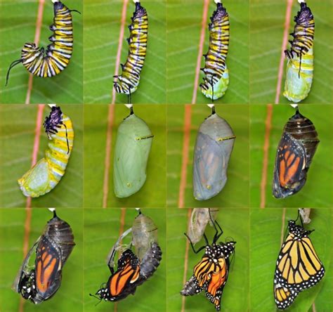 Monarch butterfly life cycle - Danaus plexippus - BugGuide.Net