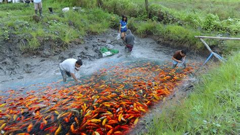 MUD POND HARVEST│Harvesting thousands of fish! Why do fish grow faster ...