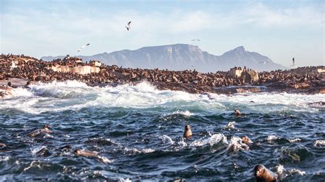 Robben Island, Cape Town - Book Tickets & Tours | GetYourGuide