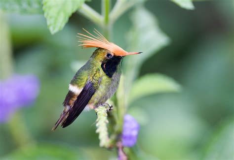 Panama Wildlife Discovery - Central America Vacation