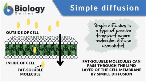 Simple Diffusion - Definition and Examples - Biology Online Dictionary