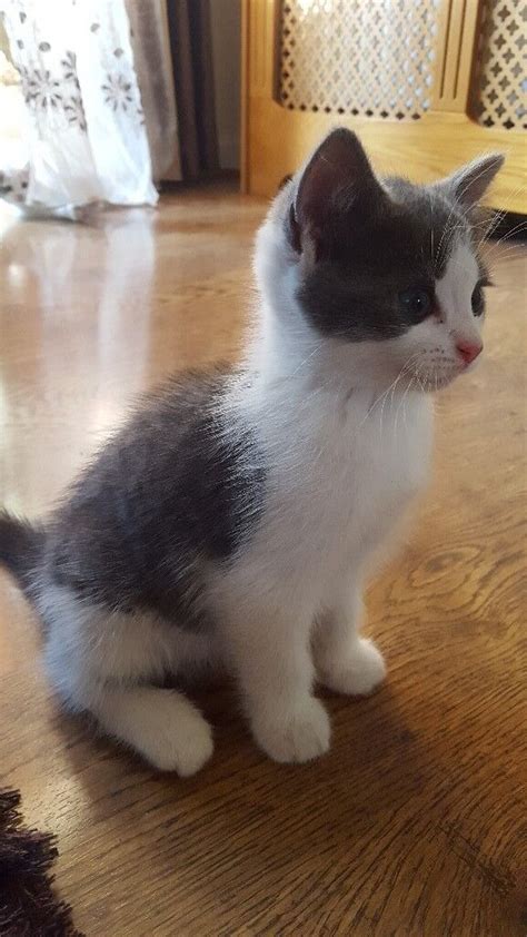 Cute male grey and white kitten ready for a new home | in Paddington ...