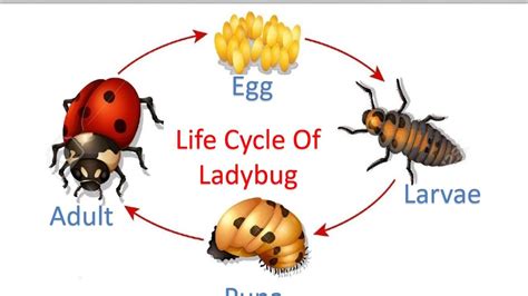 Life Cycle Of Ladybug for Kids | Lady beetle, Life cycles, Cycle photo