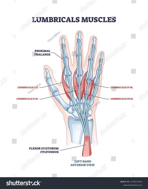 2.122 Flexor Digitorum Images, Stock Photos, 3D objects, & Vectors ...