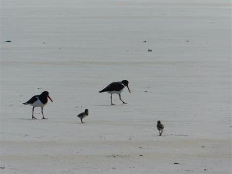 Pied Oystercatcher breeding season is here again! - 10,000 Birds