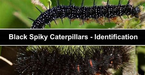 Types of Black Spiky Caterpillars (With Pictures) – Identification Guide