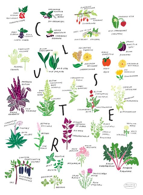 Chart of Perennial Edibles at Cluster | Agrikultura