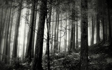 Black and White Forest Wallpaper - WallpaperSafari