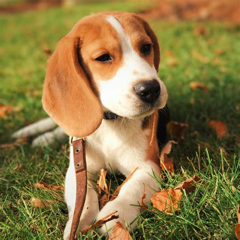 About — Oliver the Beagle