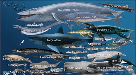 Past and Present Sea Creatures Size Comparison | Sea animals, Fish ...