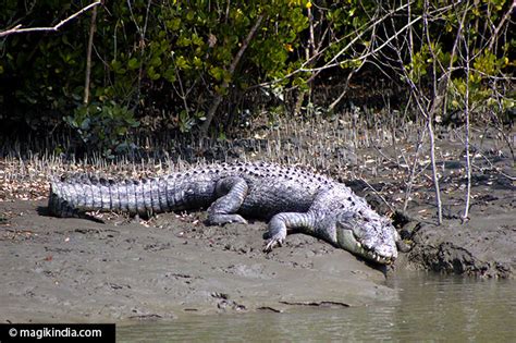 Sundarbans - MAGIK INDIA