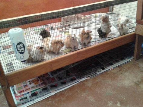 Guinea Pig Cages & Custom Cavy Builds