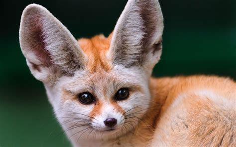 Fennec Fox as Pets? Things to know before taking them as pets!