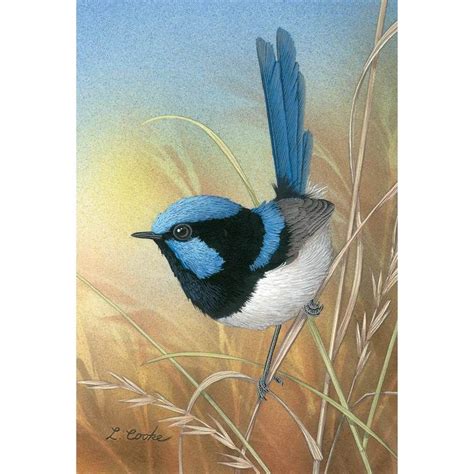 LC08 Superb Blue Wren | Watercolor bird, Bird art, Bird artwork