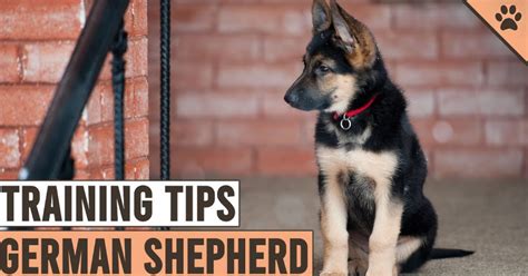 Simple And Effective German Shepherd Puppy Training Tips – I Love GSD