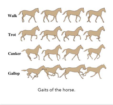 Horse Gaits Diagram