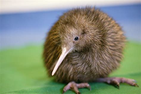 This New Zealand hatchery is livestreaming the birth of a chick ...