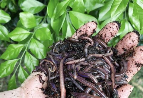 Top 5 Worms in Houseplants: What You Need to Know in {year} - Gardening ...