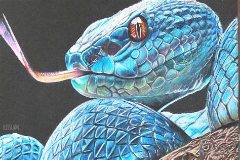 Realistic Snake Drawing Images How to draw a realistic snake snake ...