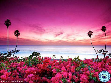 🔥 [40+] Beach Flower Wallpapers | WallpaperSafari