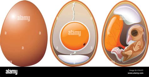 Egg development stages hi-res stock photography and images - Alamy