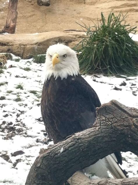 David J. Brown Jr. on Twitter | Pet birds, Akron zoo, Animals