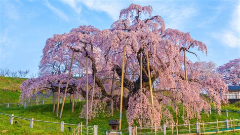 Double Flowering Weeping Cherry Tree | Best Flower Site