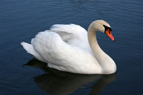 Mute swan - Wikipedia