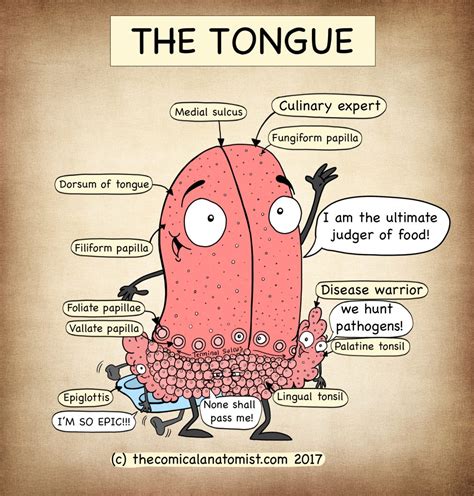 Tongue Anatomy - The Comical Anatomist