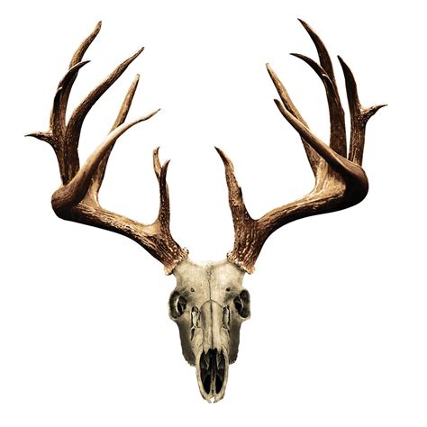 deer%20skull%20drawing | deer pics | Pinterest | Tattoo, Deer skull ...