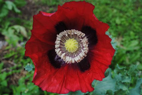 Opium Poppy Flower | www.imgkid.com - The Image Kid Has It!