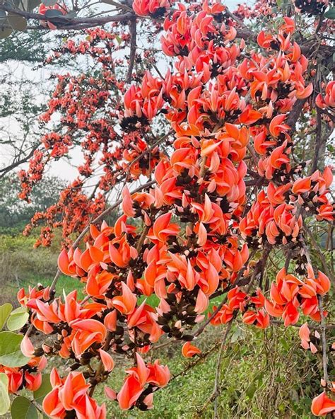 Growing Palash Tree | How to Grow Tesu Ke Phool