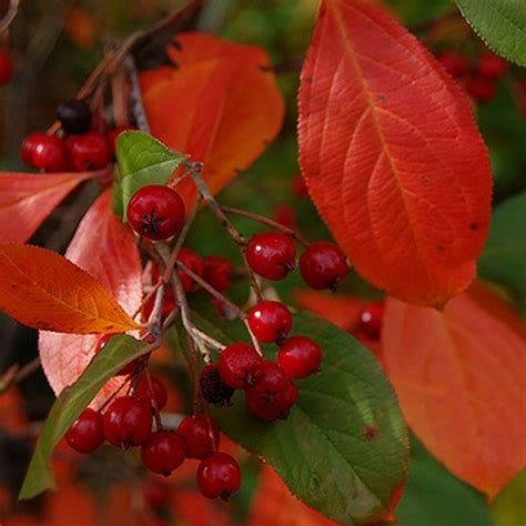 Aronia arbutifolia 'Brilliant' - Aronie brillant à fruits rouges ...