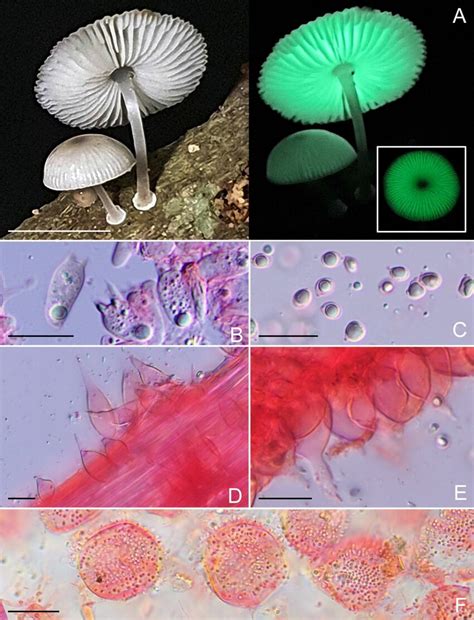 Mycena chlorophos (Berk. & M.A.Curtis) Sacc. A, (left) in situ with ...