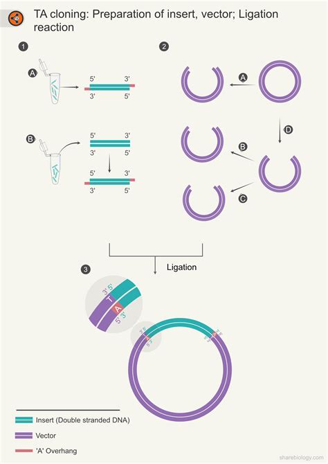 TA cloning: Ultimate guide - Sharebiology