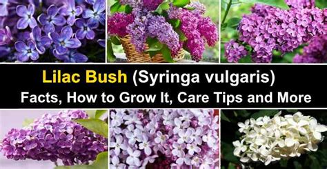 Lilac Bush: Facts, Flowers, How to Grow It, Care Tips (Pictures)