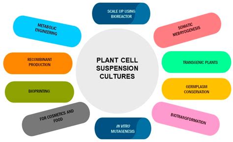 Agronomy | Free Full-Text | Plant Cell Cultures: Biofactories for the ...