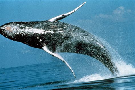 Breaching Humpback Whale - Hawaii Pictures