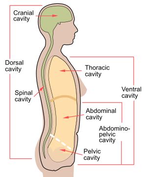 Ventral body cavity - Wikipedia