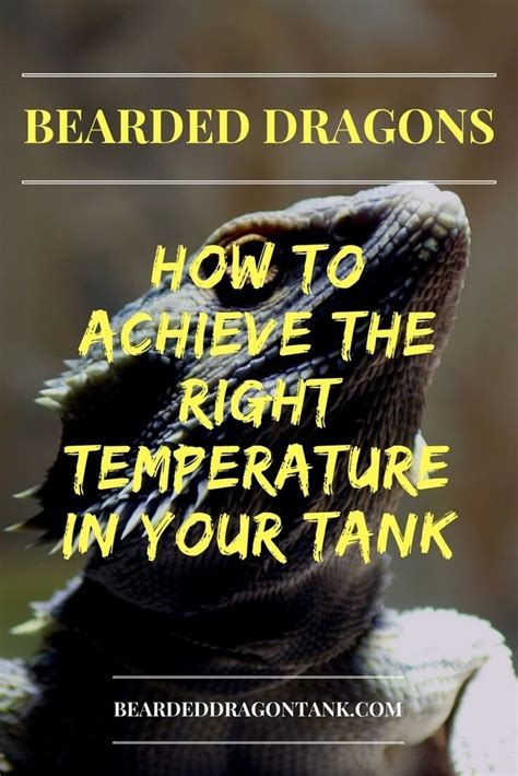 Bearded Dragon Temperature Made Easy | Bearded Dragon Tank