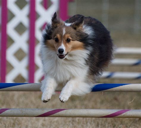 Columbia Basin Dog Training Club Agility Trials - 2009 | Flickr