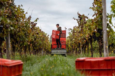 «Farmer During The Harvest In The Vineyard» del colaborador de Stocksy ...