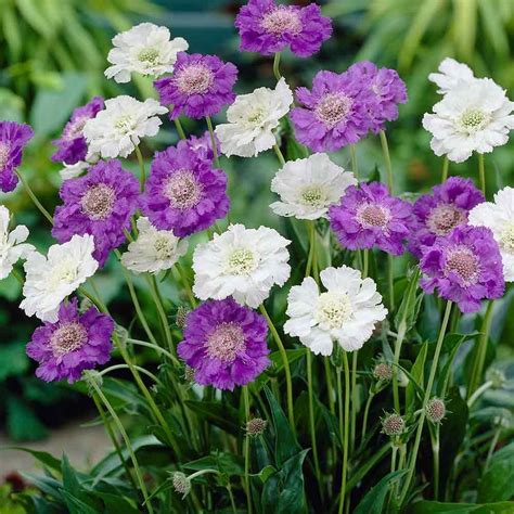 Scabiosa Perfecta Blue | Plants, Country garden flowers, Flower display