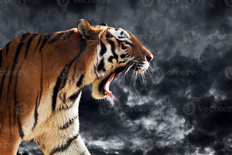 Wild tiger roaring during hunting. Cloudy sky background. 7792383 Stock ...